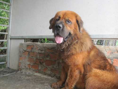 Thú chơi 'thần khuyển' tiền tỷ ở Sài Gòn