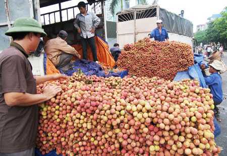 Đưa quả vải vào miền Nam: Lạc quan quá sớm?