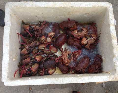 Sự thật cua biển siêu rẻ trên lề đường Hà Nội