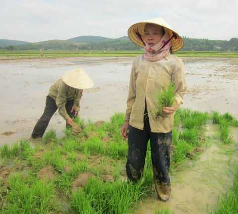 Nhân chứng kể chuyện cán bộ 'kéo quân' phá mạ của dân