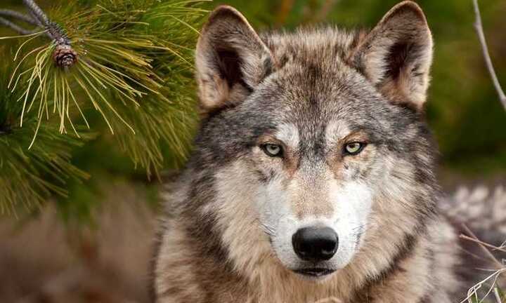 Chó giao tiếp với nhau bằng mắt