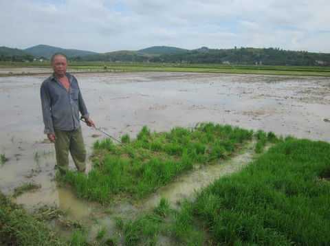 Dân tố cán bộ xã phá mạ: Chủ tịch huyện nói gì?