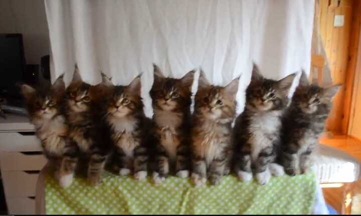 Màn biểu diễn siêu đáng yêu của dàn đồng ca 7 chú mèo