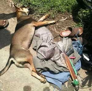 Công an dùng ô tô truy bắt hai 'cẩu tặc'