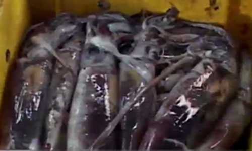 Mực lạ giá siêu rẻ đổ bộ vào chợ