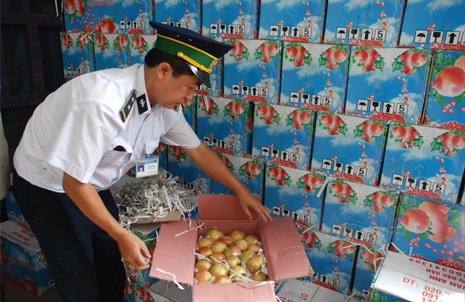 Trái cây độc Trung Quốc: Sự thật khủng khiếp kiểm nghiệm ở biên giới