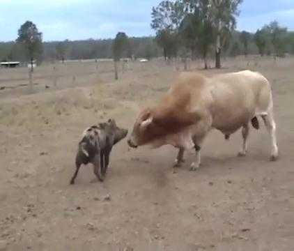 Clip: Lợn lòi hung hăng đánh bại bò to xác