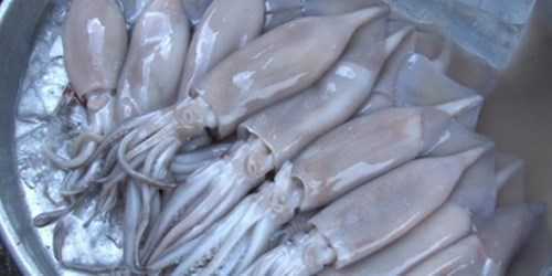 Tìm ra nguồn gốc mực siêu rẻ ở Sài Gòn