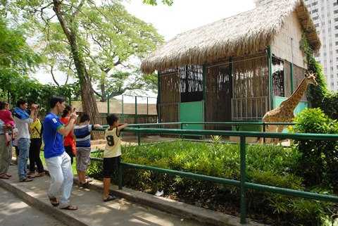 Háo hức xem hươu cao cổ tiền tỷ ở Sài Gòn