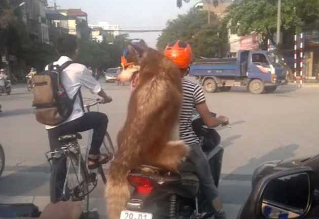 Chó Béc-giê đội mũ, đeo kính đen ngồi sau xe máy 'như người lớn'