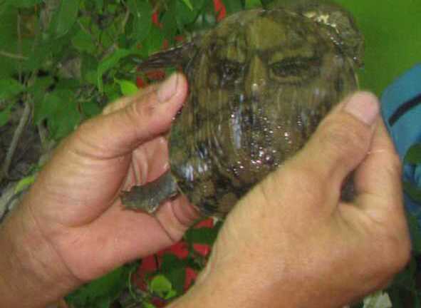 Kỳ lạ con ba ba có hình mặt người như võ tướng trên mai