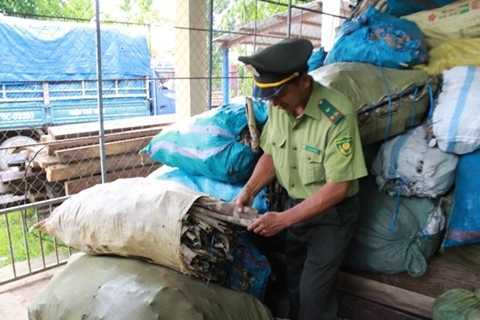 Lén vào rừng bóc hết vỏ cây bán cho Trung Quốc