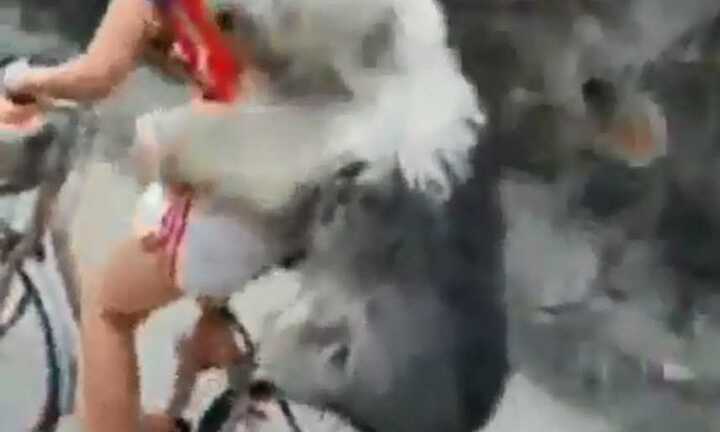 Hot girl đạp xe đèo chó dạo phố