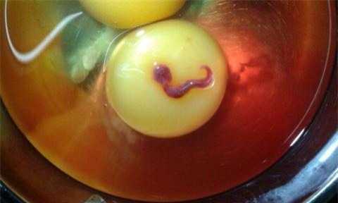 Sinh vật ngoe nguẩy đuôi, đầu có 2 mắt trong trứng gà