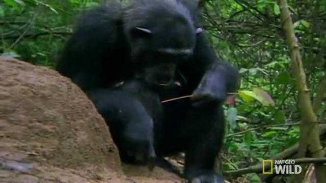 Xem khỉ dùng tuyệt chiêu câu mồi