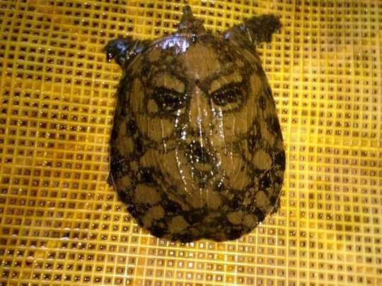 Đổ xô đi xem con ba ba có hình mặt người ở Phú Yên