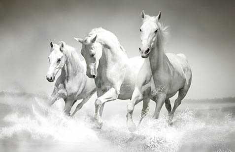 Vương quốc bạch mã quý hiếm ở miền biên ải