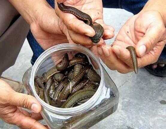 Xuất hiện người lạ bắt đỉa bán cho thương lái ở Hà Tĩnh