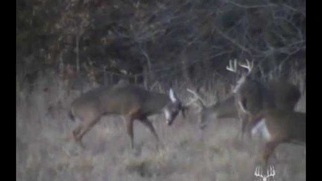 Clip: Hai hươu đực huyết chiến thảm khốc, gãy tan sừng