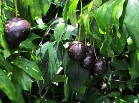 Ăn quả hồng trâu, 3 người chết