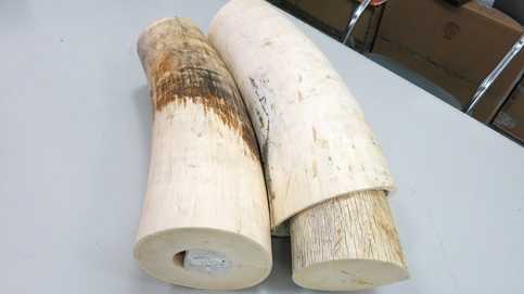 Bắt lô ngà voi châu Phi nhập lậu từ Pháp