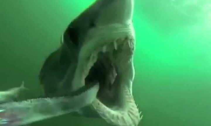 Cận cảnh cú đớp mồi kinh hoàng của cá mập
