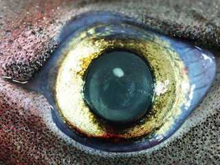 Bí mật của mắt cá mập