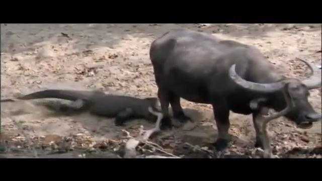 Rồng Kodomo tung cú đớp 'tử thần' hạ gục trâu rừng