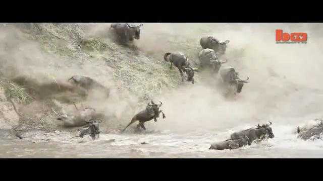 Ngoạn mục cảnh hàng ngàn linh dương lao xuống sông như thác đổ