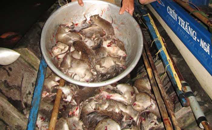 Kỳ thú cảnh săn chuột đêm ở ‘xứ sở chuột đồng’