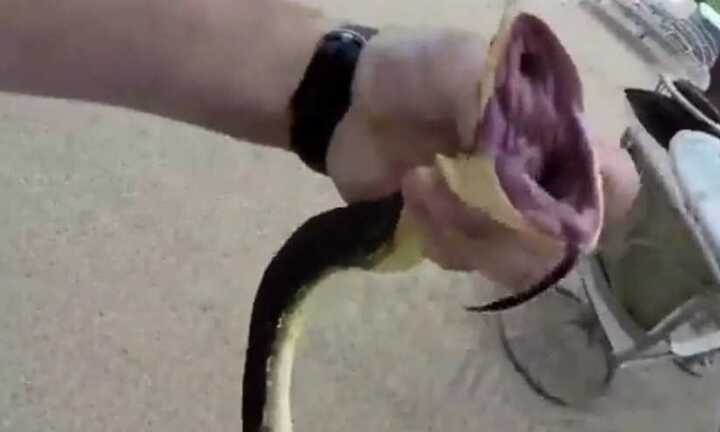 Ghê người chứng kiến cảnh tay không bắt rắn