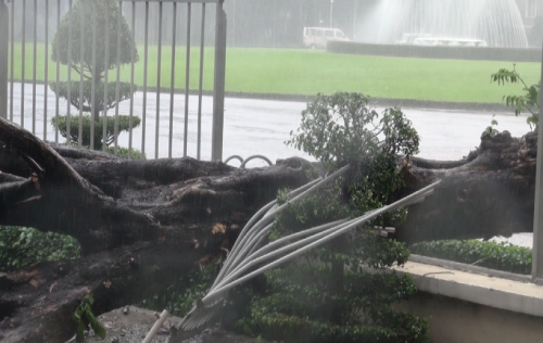 Cây cổ thụ đổ sập, đè chết một phụ nữ trong mưa