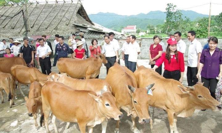 Trao tặng 60 con bò cho Hội Chữ Thập Đỏ Việt Nam