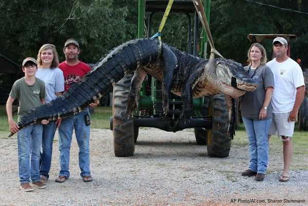 Chinh phục cá sấu khổng lồ nặng nửa tấn