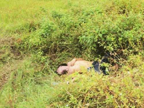 Vợ hốt hoảng thấy chồng chết bên ruộng sau một đêm