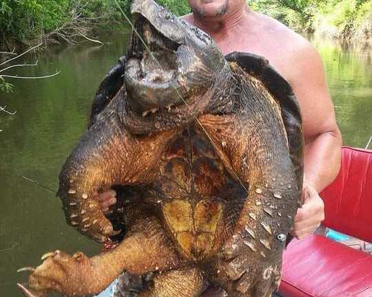 Bắt được 'thủy quái' thời tiền sử kỳ dị