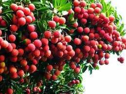 Ocean Mart hỗ trợ tiêu thụ nông sản vùng miền