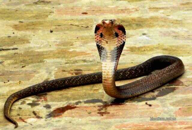 Rắn hổ mang đứt đầu vẫn cắn chết người
