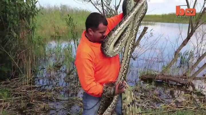 Thót tim xem cao thủ bắt trăn 'khủng'