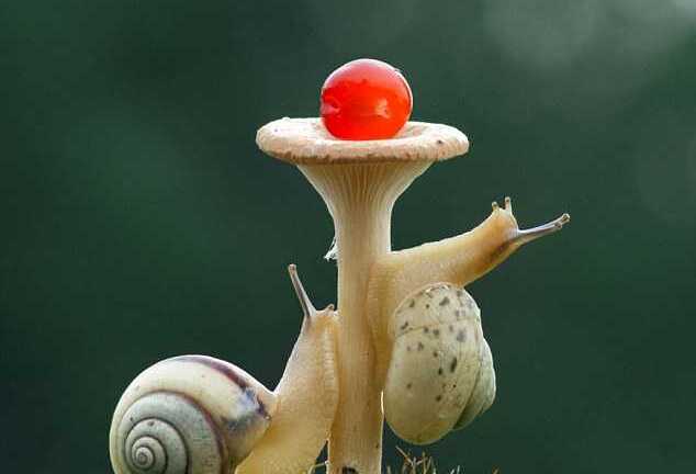 Ngộ nghĩnh xem ốc sên đua leo cây nấm