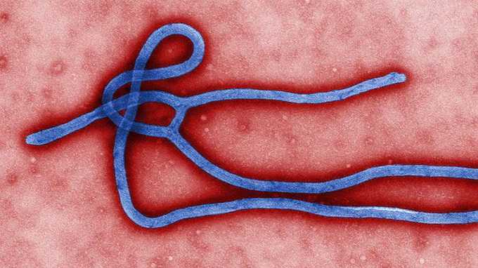 Virút Ebola đang biến thể, trở nên khó chữa