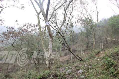 Rừng sưa ngàn cây và cuộc chiến khốc liệt chống sưa tặc