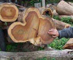 Vạch trần chiêu ngụy trang tinh vi của lâm tặc