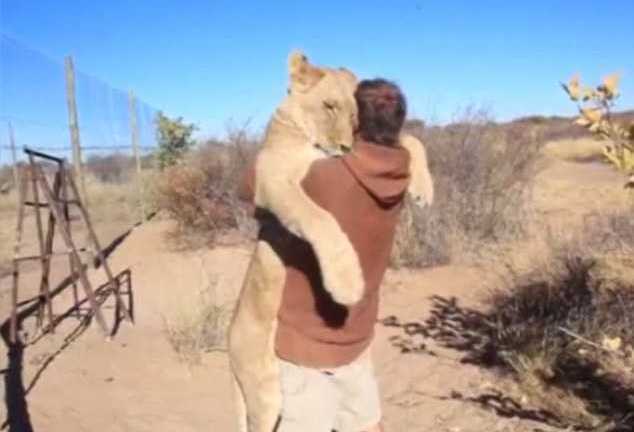 Sư tử cái ngoan ngoãn để chàng trai ôm ấp