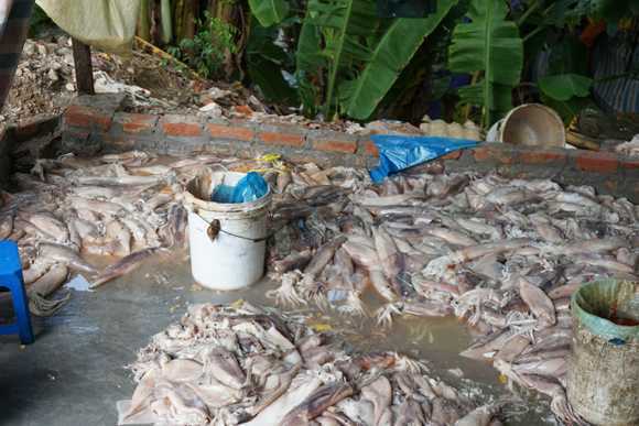 Ghê người cảnh tái chế mực đang phân hủy ở Hà Nội