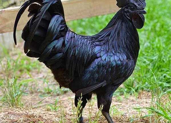 Thực hư gà 50 triệu đồng/con có 'máu đen'