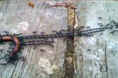 Ấn tượng cảnh đàn kiến hợp sức kéo rết khổng lồ về tổ