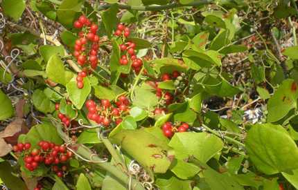 Tìm loài kỳ thảo ở 'thung lũng trường thọ' nổi tiếng xứ Mường