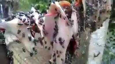 Kinh hãi cá mực phơi nắng bị ruồi nhặng bu đen kịt