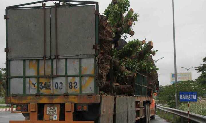 Xe chở gỗ khủng được cấp giấy phép 'đặc biệt'?